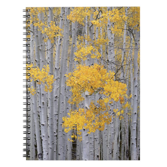 UTAH. USA. Aspen grove (Populus tremuloides) in Notebook (Front)