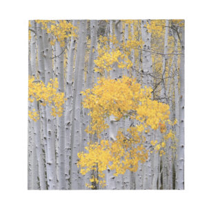 UTAH. USA. Aspen grove (Populus tremuloides) in Notepad