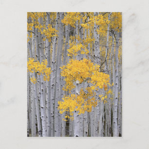 UTAH. USA. Aspen grove (Populus tremuloides) in Postcard