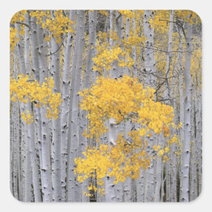 UTAH. USA. Aspen grove (Populus tremuloides) in Square Sticker