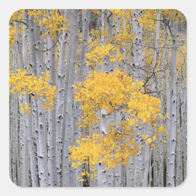 UTAH. USA. Aspen grove (Populus tremuloides) in Square Sticker (Front)