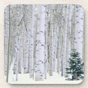 UTAH. USA. Aspen (Populus tremuloides) & Douglas Coaster