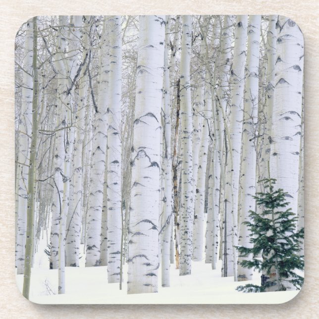 UTAH. USA. Aspen (Populus tremuloides) & Douglas Coaster (Front)