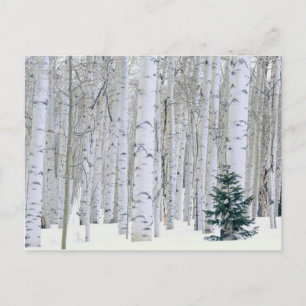 UTAH. USA. Aspen (Populus tremuloides) & Douglas Postcard