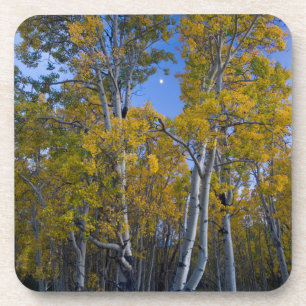 Utah. USA. Aspen Trees And Moon At Dusk Coaster