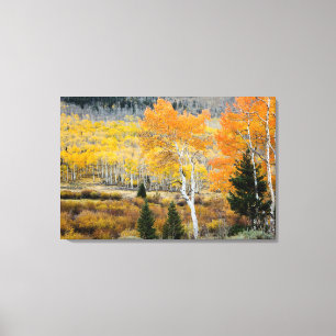 Utah, USA. Aspen Trees And Willow Thickets Canvas Print