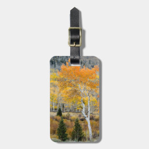 Utah, USA. Aspen Trees And Willow Thickets Luggage Tag