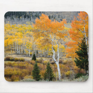 Utah, USA. Aspen Trees And Willow Thickets Mouse Mat