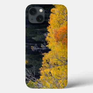 Utah. USA. Aspen Trees In Autumn On The Sevier iPhone 13 Case