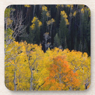 Utah. USA. Aspen Trees In Autumn On The Sevier Coaster