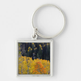 Utah. USA. Aspen Trees In Autumn On The Sevier Key Ring