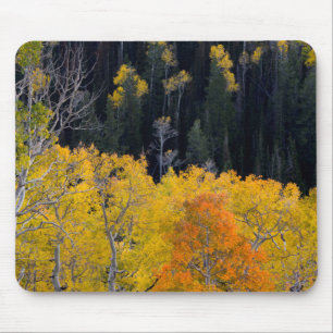 Utah. USA. Aspen Trees In Autumn On The Sevier Mouse Mat