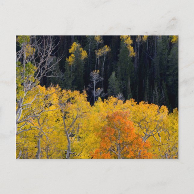 Utah. USA. Aspen Trees In Autumn On The Sevier Postcard (Front)