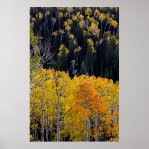 Utah. USA. Aspen Trees In Autumn On The Sevier Poster