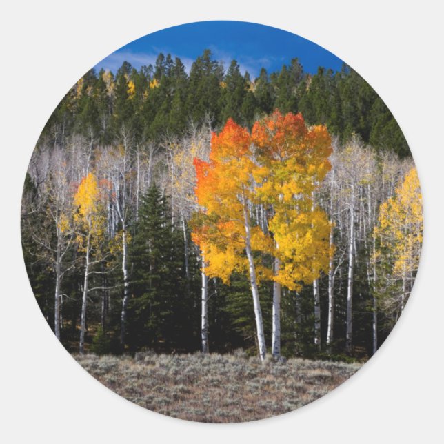 Utah, USA. Aspen Trees (Populus Tremuloides) 2 Classic Round Sticker (Front)