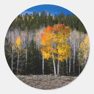 Utah, USA. Aspen Trees (Populus Tremuloides) 2 Classic Round Sticker