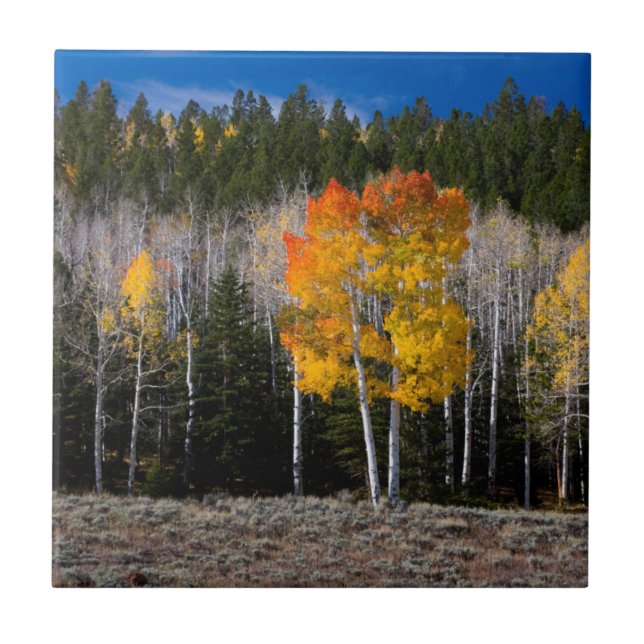 Utah, USA. Aspen Trees (Populus Tremuloides) 2 Tile (Front)