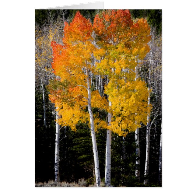 Utah, USA. Aspen Trees (Populus Tremuloides) 3 (Front)