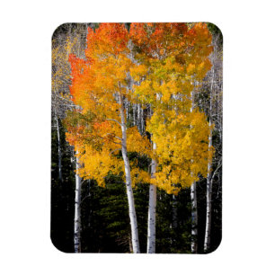 Utah, USA. Aspen Trees (Populus Tremuloides) 3 Magnet