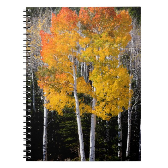 Utah, USA. Aspen Trees (Populus Tremuloides) 3 Notebook (Front)