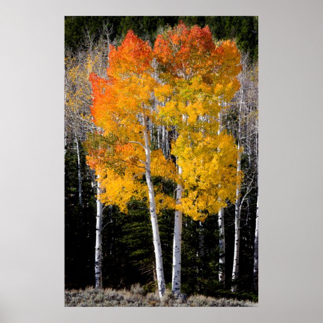 Utah, USA. Aspen Trees (Populus Tremuloides) 3 Poster (Front)