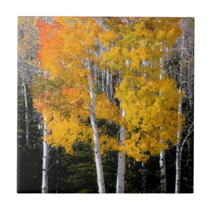 Utah, USA. Aspen Trees (Populus Tremuloides) 3 Tile