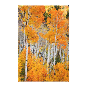 Utah, USA. Aspen Trees (Populus Tremuloides) 4 Canvas Print