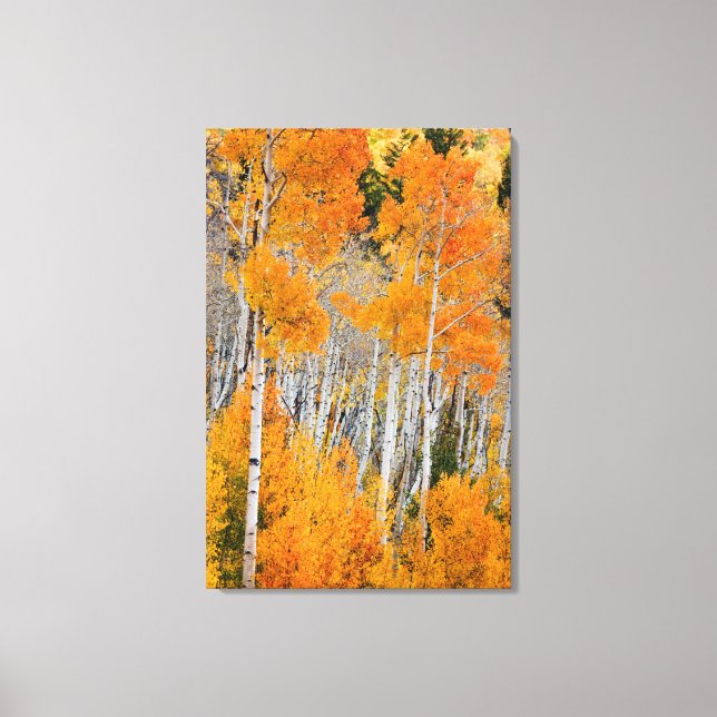 Utah, USA. Aspen Trees (Populus Tremuloides) 4 Canvas Print (Front)