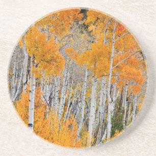 Utah, USA. Aspen Trees (Populus Tremuloides) 4 Coaster