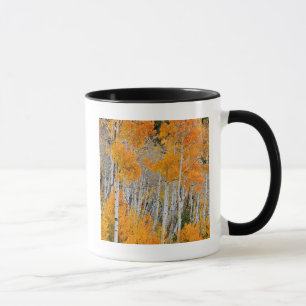 Utah, USA. Aspen Trees (Populus Tremuloides) 4 Mug