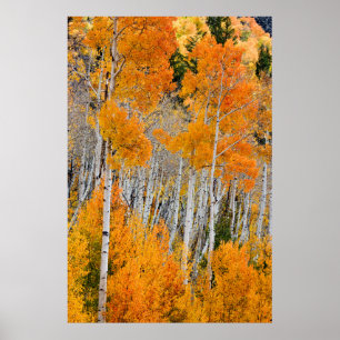 Utah, USA. Aspen Trees (Populus Tremuloides) 4 Poster