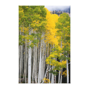 Utah. USA. Aspen Trees (Populus Tremuloides) Canvas Print