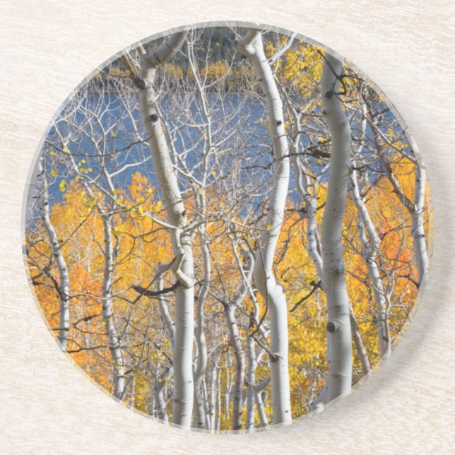 Utah, USA. Aspen Trees (Populus Tremuloides) Coaster (Front)