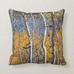 Utah, USA. Aspen Trees (Populus Tremuloides) Cushion