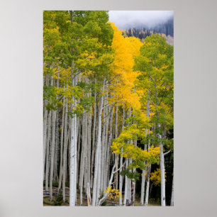Utah. USA. Aspen Trees (Populus Tremuloides) Poster
