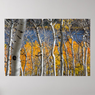 Utah, USA. Aspen Trees (Populus Tremuloides) Poster
