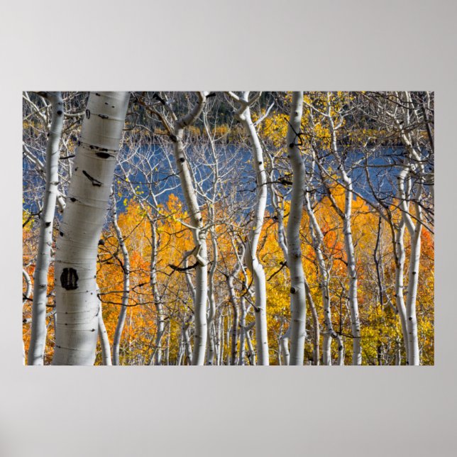 Utah, USA. Aspen Trees (Populus Tremuloides) Poster (Front)