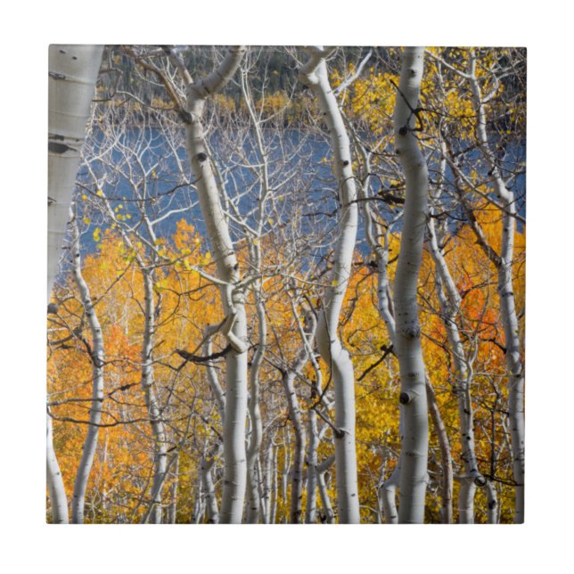 Utah, USA. Aspen Trees (Populus Tremuloides) Tile (Front)