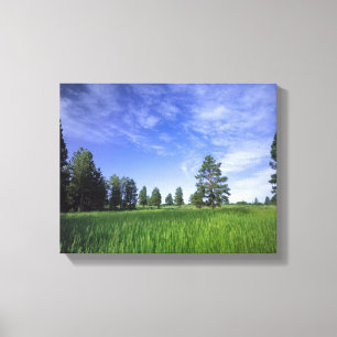 UTAH. USA. Ponderosa pines Pinus ponderosa) & Canvas Print