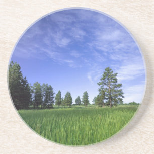 UTAH. USA. Ponderosa pines Pinus ponderosa) & Coaster