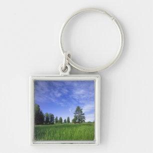 UTAH. USA. Ponderosa pines Pinus ponderosa) & Key Ring