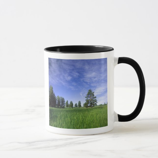 UTAH. USA. Ponderosa pines Pinus ponderosa) & Mug (Right)