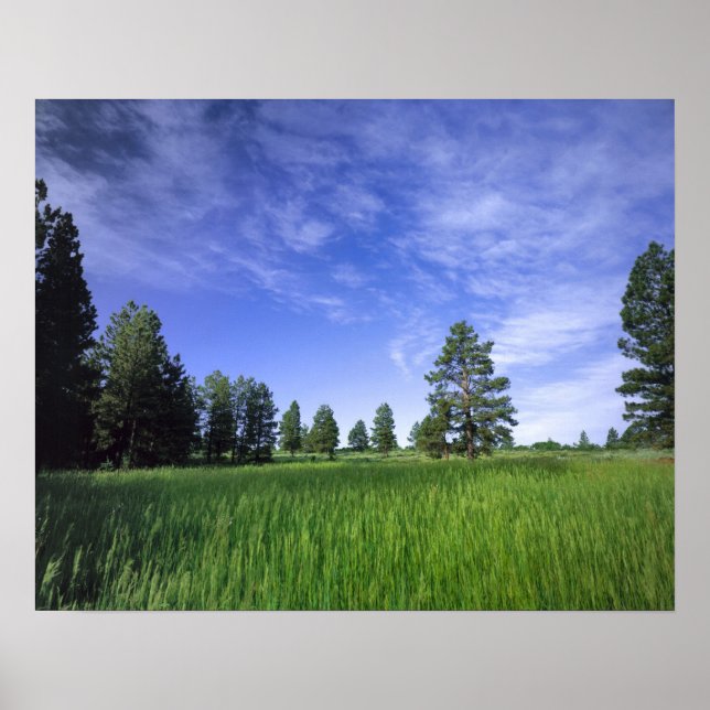 UTAH. USA. Ponderosa pines Pinus ponderosa) & Poster (Front)