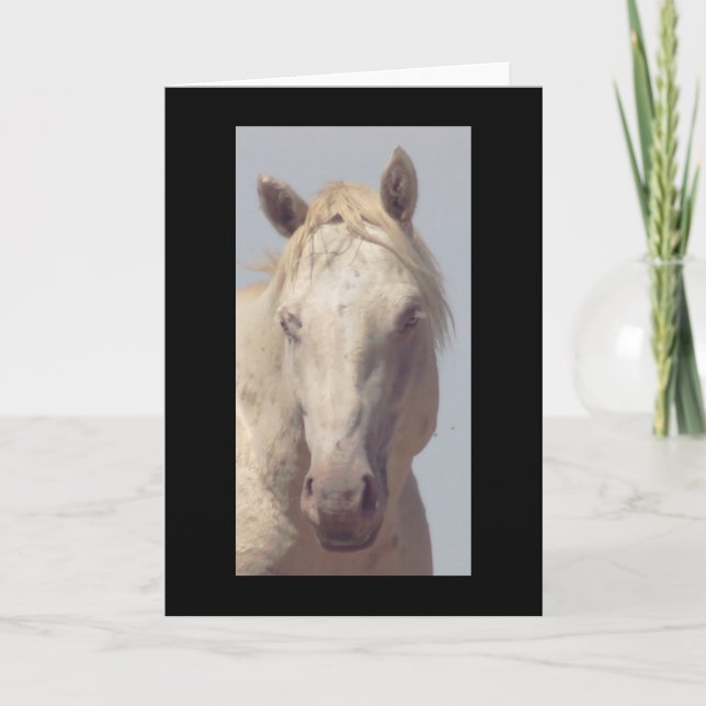 UTAH WILD HORSE THE ALBINO Folded Greeting Card (Front)