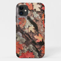 Utah, Zion National Park, Patterns of autumn