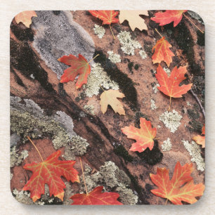Utah, Zion National Park, Patterns of autumn Coaster