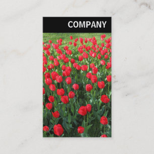 V Header - Bed of Red Tulips 01 Business Card