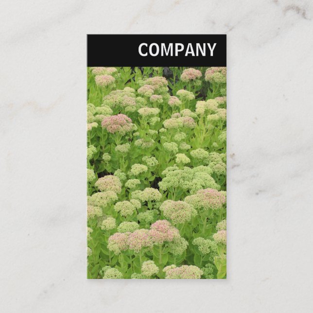 V Header - Sedum (Autumn Joy) Business Card (Front)