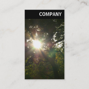 V Header - Sun in the Trees Business Card