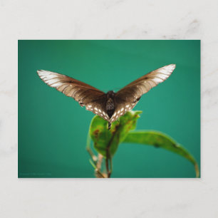 V Postcard